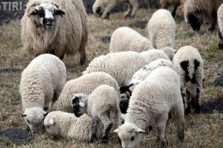 La Cluj se fură și oile din grajd. Cum a rămas un bărbat fără 40 de animale