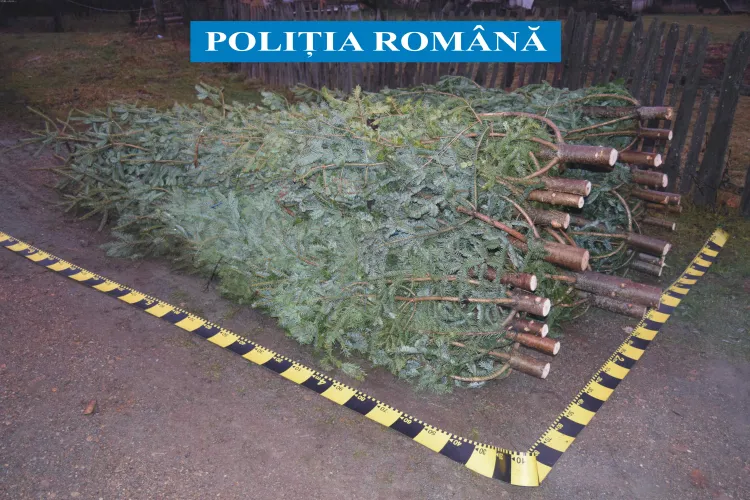 Peste 100 de brazi confiscați de poliție. Se fură pădurile tinere din Cluj - FOTO