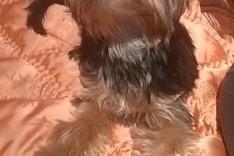 O clujeancă își caută cățelul pierdut - ANUNȚ