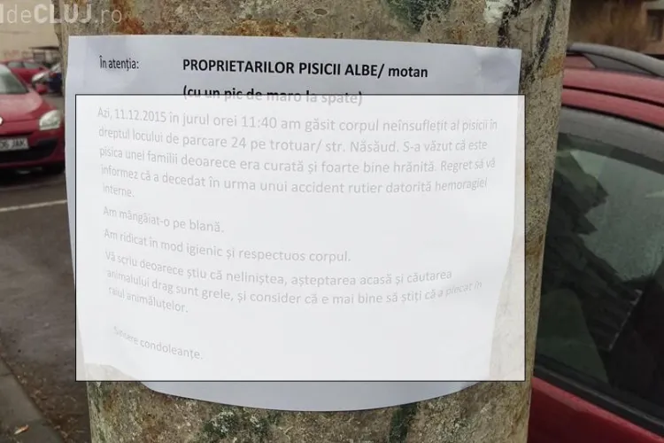 Un clujean a găsit o pisică fără suflare pe locul lui de parcare. Ce a urmat te lasă fără CUVINTE - FOTO