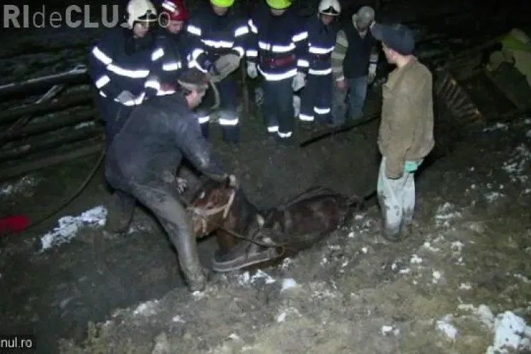 Un clujean a căzut cu căruța într-un șanț de 2 metri, săpat în mijlocul drumului. Calul a rămas împotmolit VIDEO