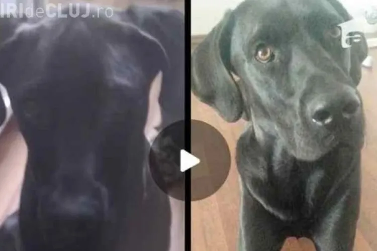 Labradorul Jack, împușcat mortal de un orădean în plină stradă, pentru că i-a trecut prin fața casei