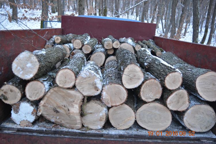 Clujeni prinși în flagrant, în timp ce furau lemne din pădure FOTO