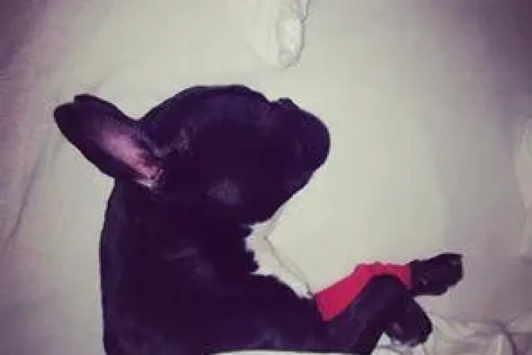 Un IMBECIL din Baciu otrăvește câinii cu antigel - Citește mărturia unei clujence