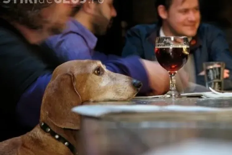 Lista localurilor din Cluj-Napoca unde poți merge cu cățelul fără a fi dat afară