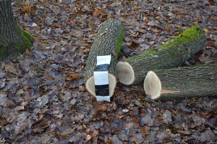 Clujean prins în flagrant la furat de lemne, în zorii zilei. Tăia copaci într-o zonă ocrotită de lege