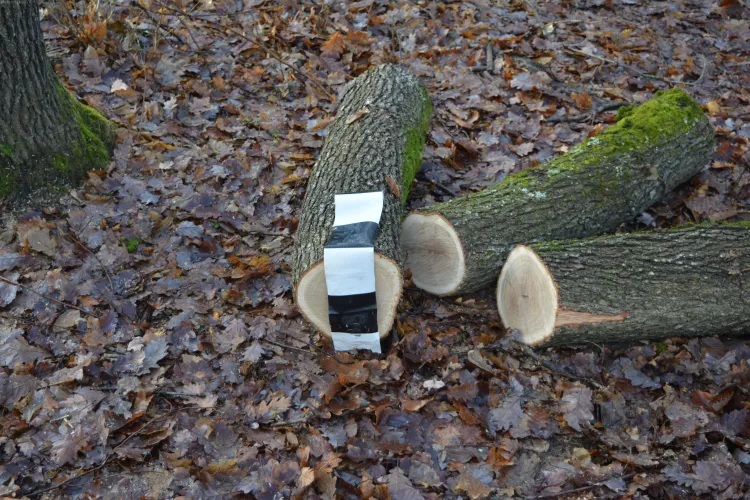 Clujean prins în flagrant la furat de lemne, în zorii zilei. Tăia copaci într-o zonă ocrotită de lege