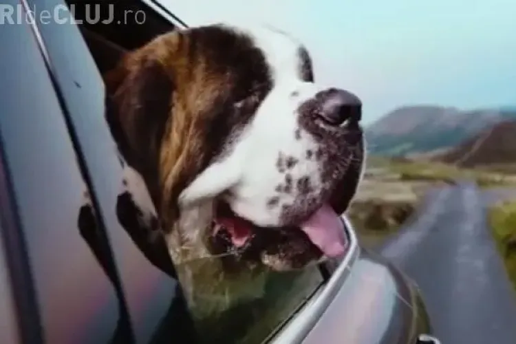 Prin noul COD RUTIER se prevede că animalele de companie să fie transportate numai în cuști