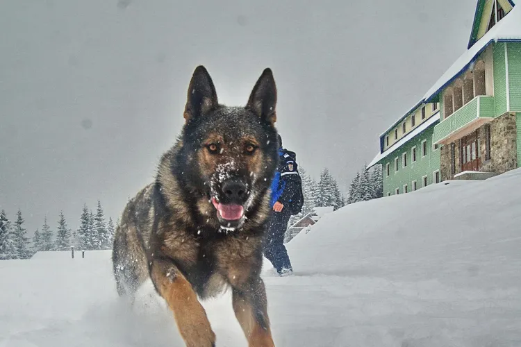 Povestea EMOȚIONANTĂ a câinilor salvatori, folosiți de jandarmii clujeni la misiuni montane - FOTO