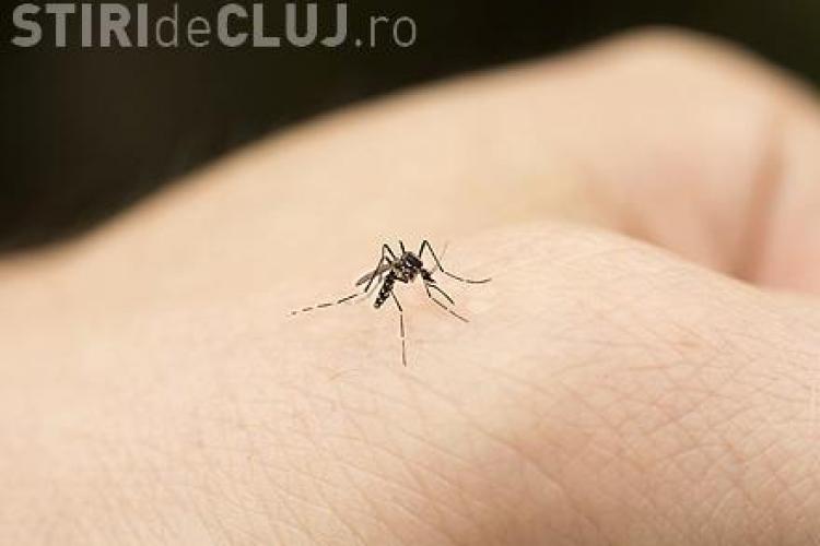 OMS a declarat stare de urgență MONDIALĂ din cauza viruzului Zika