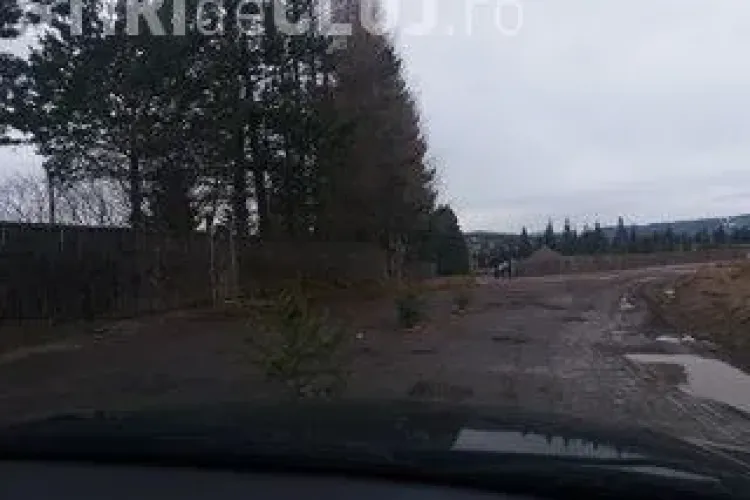 Pe un drum din Cluj au crescut brazii - FOTO