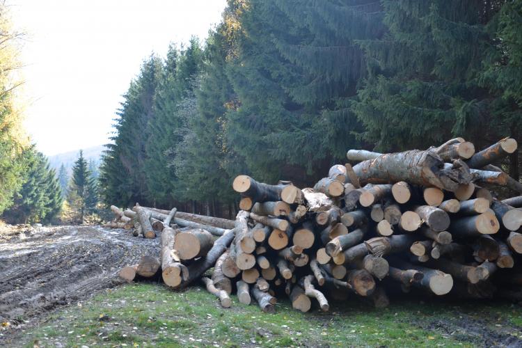 Mari JUCĂTORI din domeniul lemnului, investigați de Consiliul Concurenței