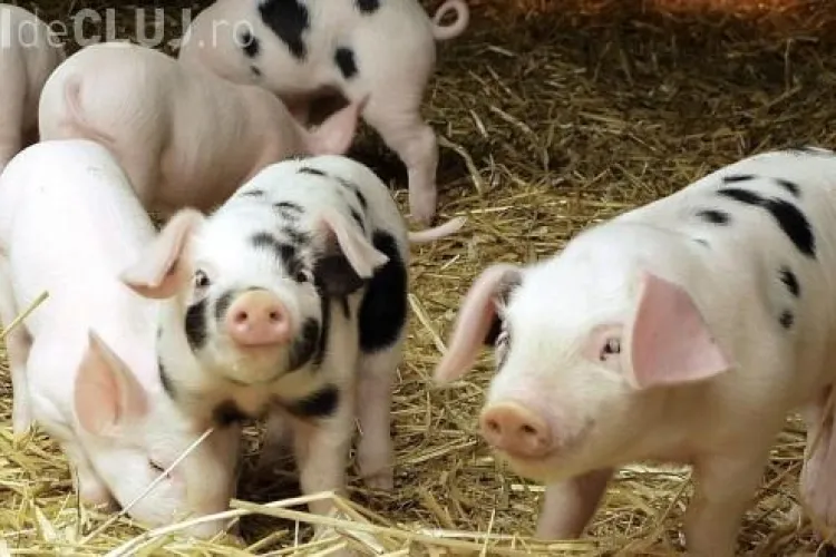 Criză în sectorul creşterii porcilor: Astăzi se produce 1 kg de carne cu 1,25 Euro şi se vinde cu 0,78 Euro