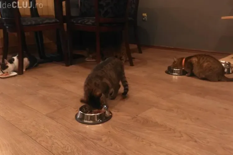 Cafeneaua cu pisici din Cluj-Napoca, închisă de Sanepid. Au cerut să izolez pisicile cu un perete de sticlă