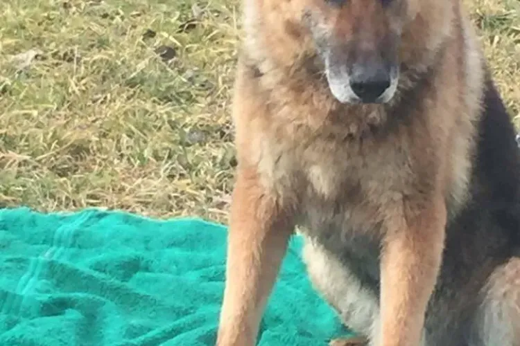 Cum e pe cale să se schimbe viața acestui cățel. Proprietarul voia să îi dea cu toporul în cap - VIDEO