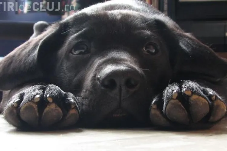 În Mănăștur, proprietarii de câini plătesc ”Taxă Câine” ca pe vremea lui Funar