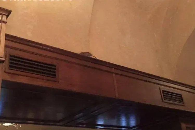 Cum se plimbă șobolanii într-o cafenea de fițe din centrul Clujului FOTO