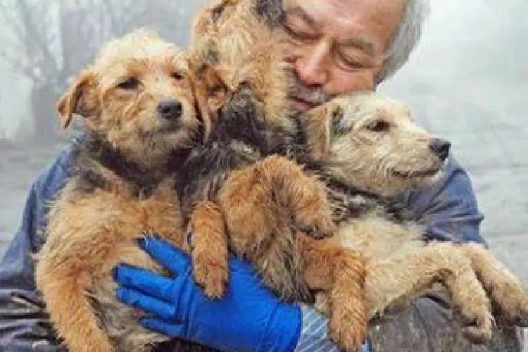 APEL URGENT pentru clujenii care care iubesc animalele. Radu Termure are nevoie de ajutor 