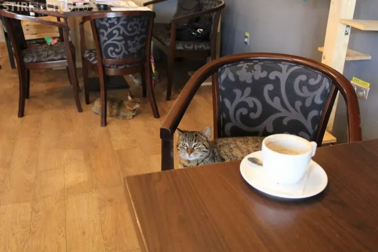 Protest la Cluj-Napoca, după ce a fost închisă cafeneaua cu pisici