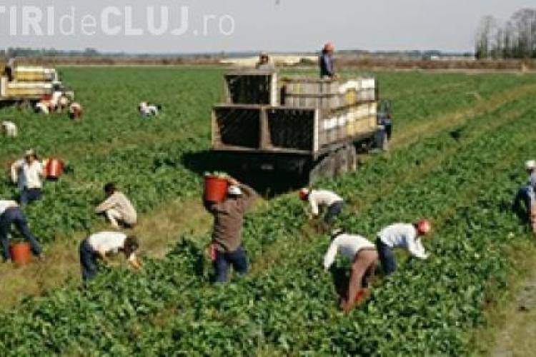 Un fost ministru britanic a propus ca ”pensionarii să culeagă fructe şi legume” în locul românilor