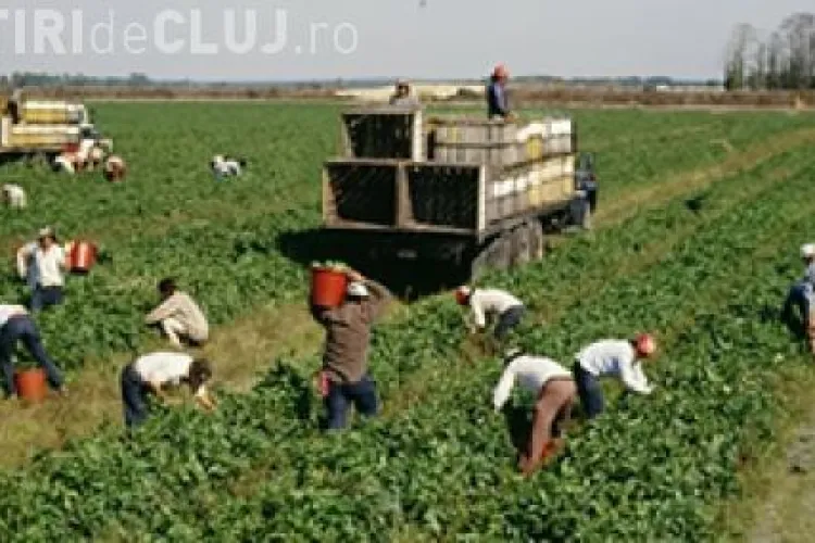 Un fost ministru britanic a propus ca ”pensionarii să culeagă fructe şi legume” în locul românilor