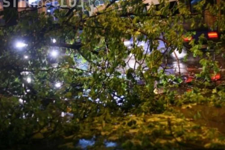 Vântul face ravagii în zona de munte a Clujului. Mai mulți copaci au căzut pe mașini și pe cablurile electrice