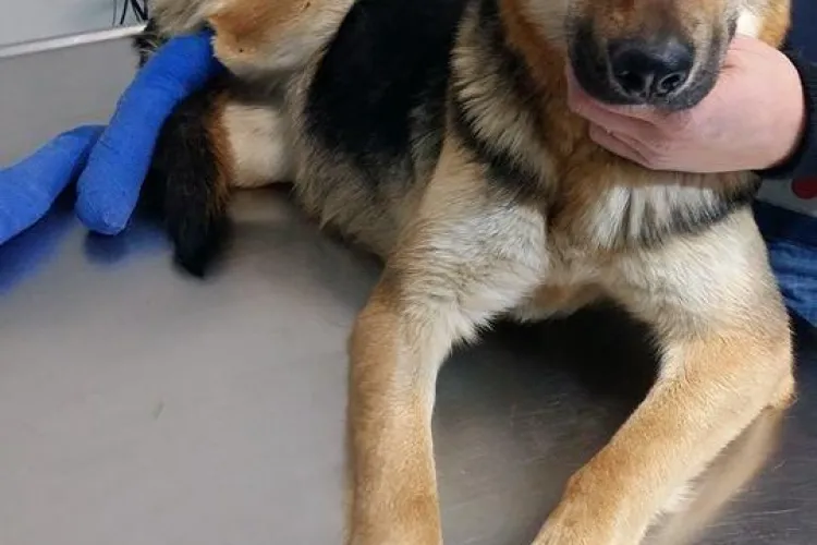 Cățelușă maltratată la Apahida. I-au despicat picioarele cu toporul sau sapa! - FOTO ȘOC