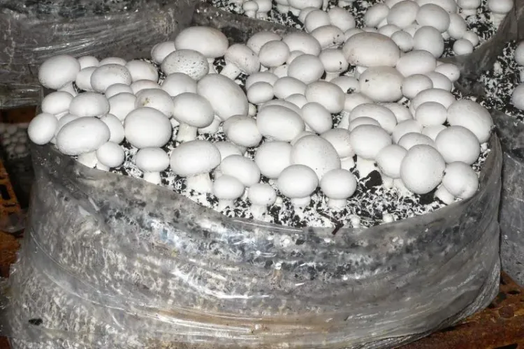 România produce anual 20.000 de tone de ciuperci, dar fermierii nu pot fi ajutați cu subvenții