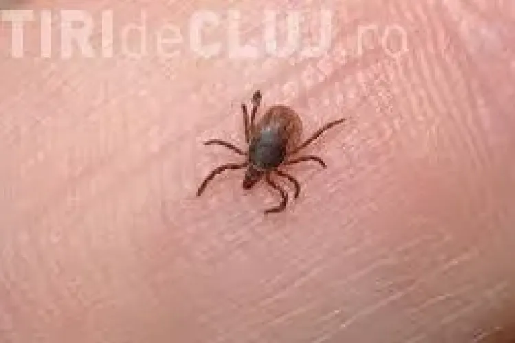 Alertă de căpușe în România. Ce boli grave poți lua de la ele