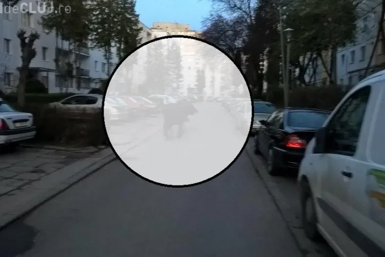 A fotografiat ASTA în Mănăștur! Nimeni nu crede că e REAL și nu e TRUCAJ - FOTO