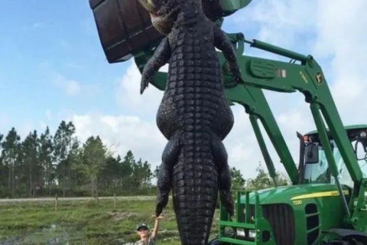 Cum arată aligatorul monstru. Au rămas interziși când au văzut ce avea în stomac