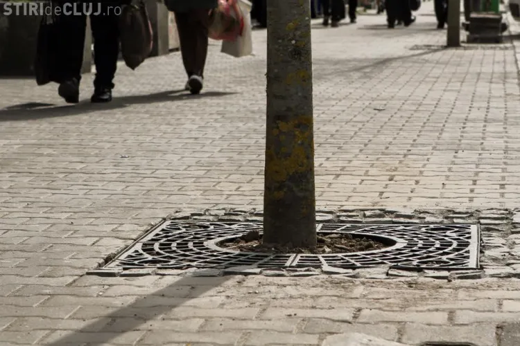 Au fost plantați tei în zona centrală a Clujului - FOTO