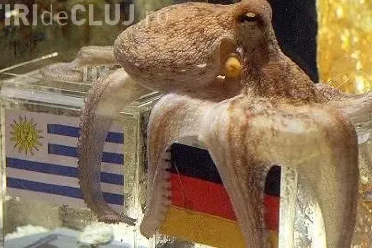 Caracatita Paul, celebra in timpul Campionatului Mondial de Fotbal, a murit 