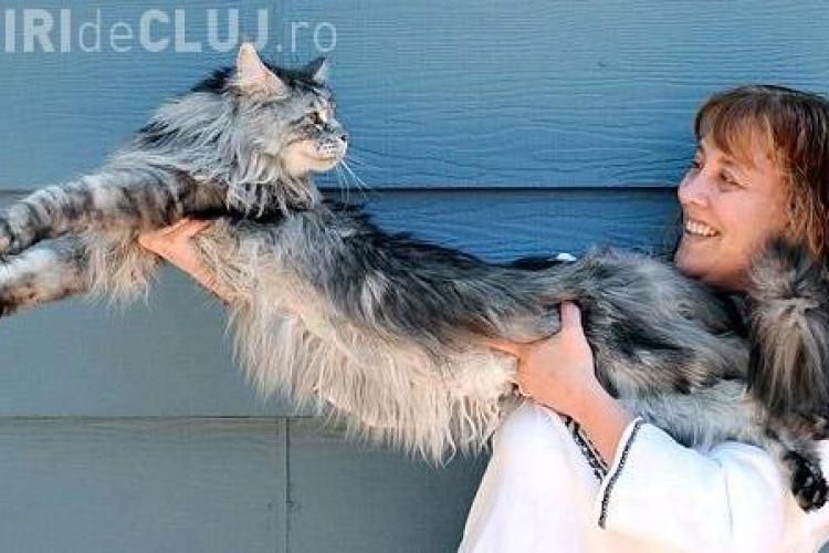 Cea mai lunga pisica din lume are un metru si jumatate - FOTO