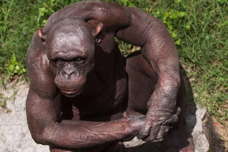 Un cimpanzeu chel este vedeta unei gradini zooologice din sudul Indiei - FOTO