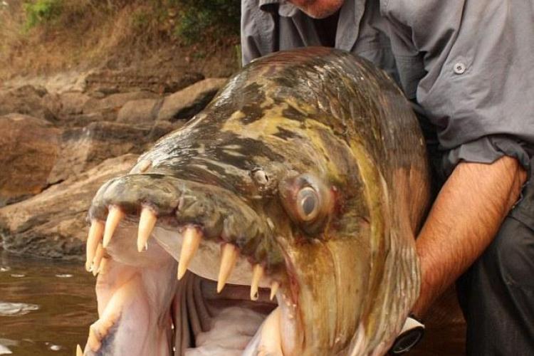 Un pescar britanic a prins un peste-tigru,  cunoscut si sub numele de "piranha gigant" - FOTO