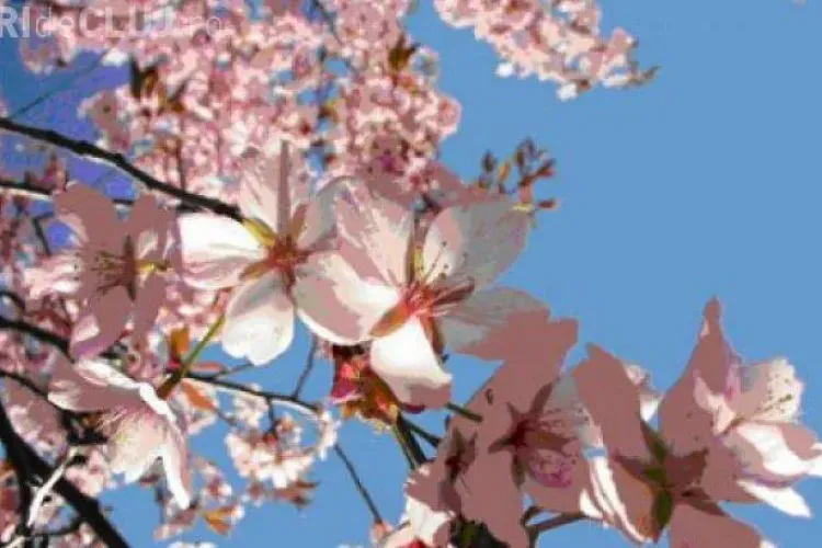 Cum va fi vremea Paşte și Florii? 