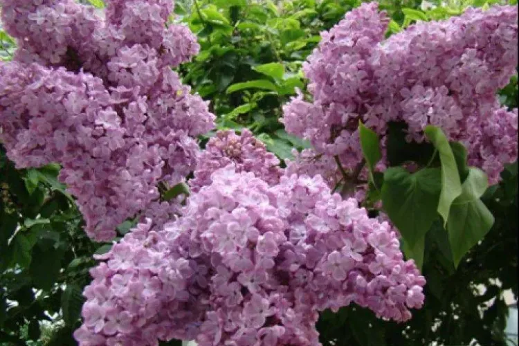 Ce boli tratează floarea de liliac