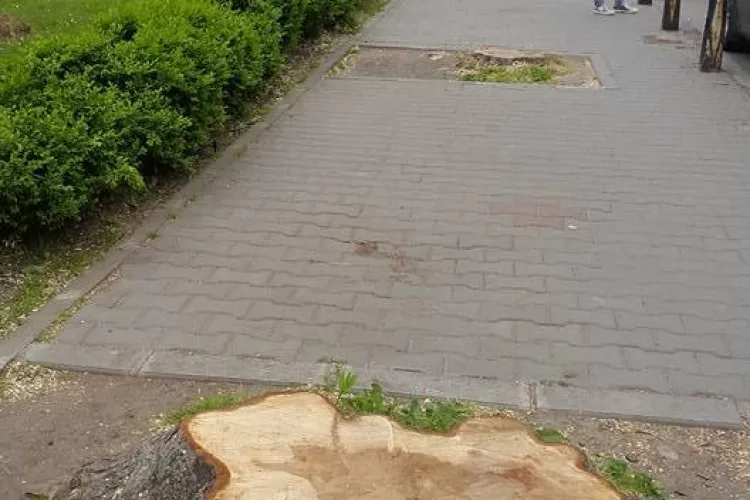 De ce au fost tăiați castanii din Piața Avram Iancu - FOTO