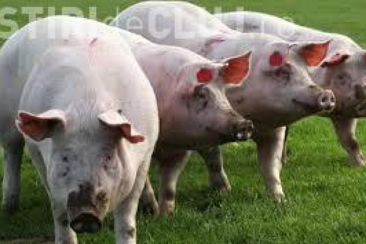 Alertă de pestă porcină la granița cu România. Ce măsuri s-au instaurat