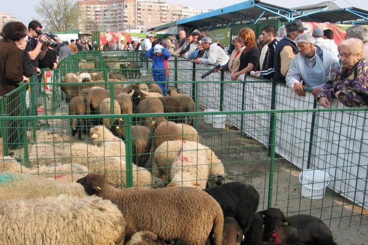 Punct autorizat pentru sacrificarea mieilor la Agro Transilvania