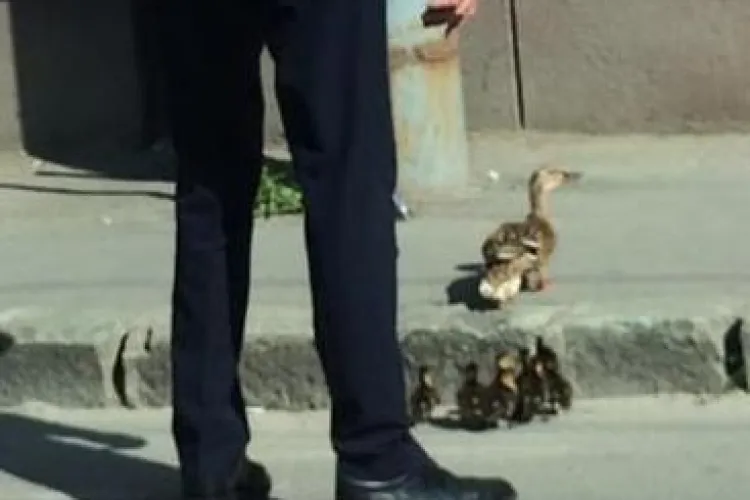 Un polițist din Cluj a oprit traficul ca să treacă MAMA rățușcă și bobocii ei - FOTO