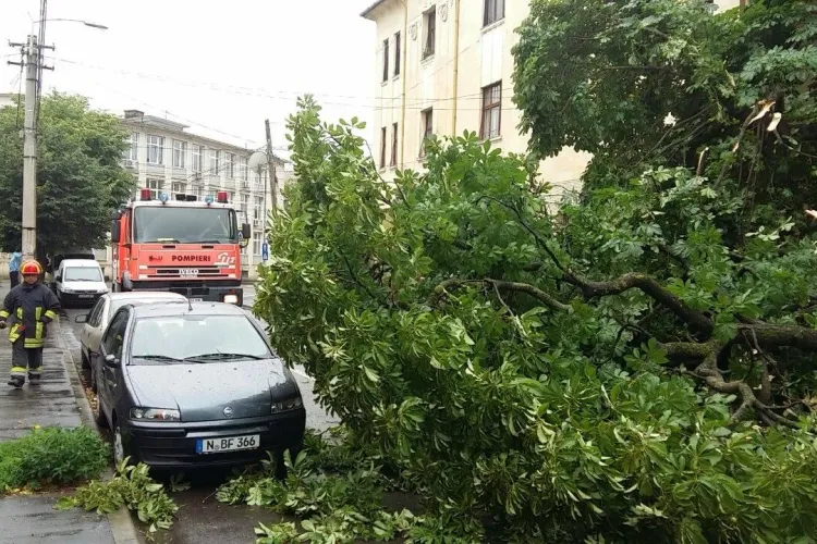 Stradă blocată la Cluj de un castan căzut. Pompierii au intervenit rapid FOTO