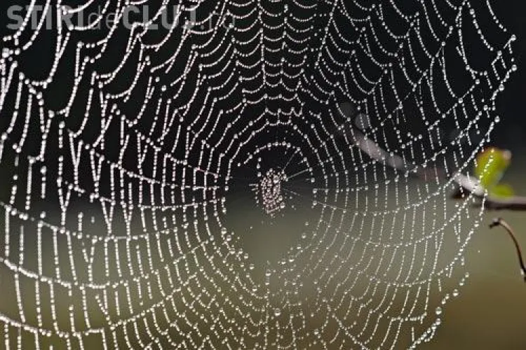 Această plantă ține la distanță păianjenii din casa ta