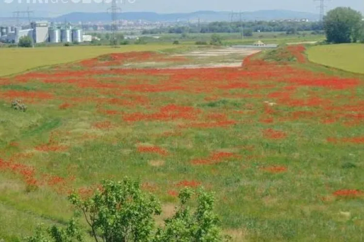 Pe un sector din autostrada Turda - Sebeș cresc MACII! Cum s-a ajuns aici - FOTO