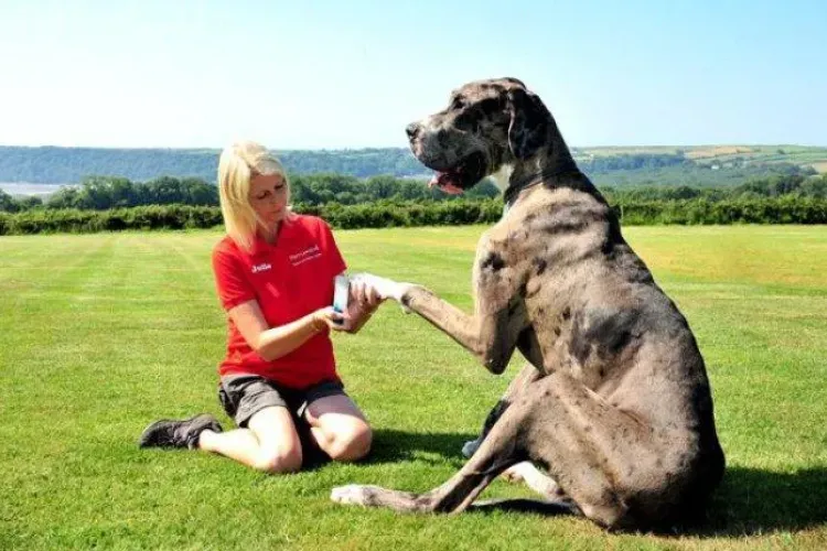 Cum arată cel mai mare câine din lume