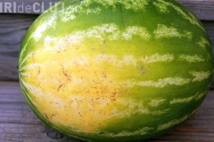 A mâncat singură un pepene de 9 kilograme, iar apoi a pățit ASTA