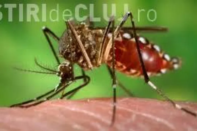 Țânțarii au ”invadat” Clujul! Tot mai multe persoane i se plâng primarului