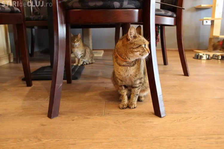 Cafeneaua cu pisici din Cluj-Napoca se închide