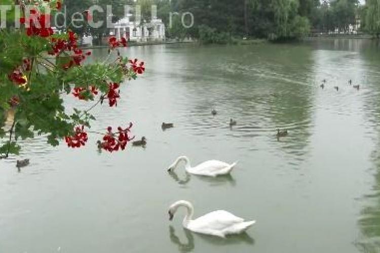 Un ”cuplu” de lebede și-a făcut casă pe lacul din Parcul Central VIDEO